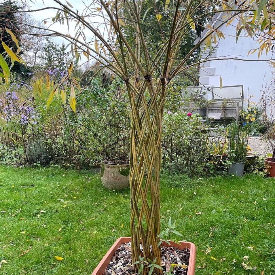 geflochtene Weidenstämme im Blumentopf