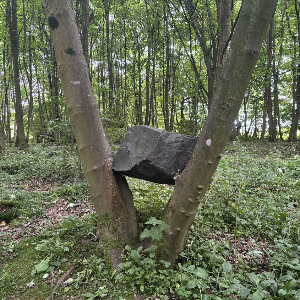 Andy Goldsworthy, Steine in Bäumen im Jupiter Artland, Schottland