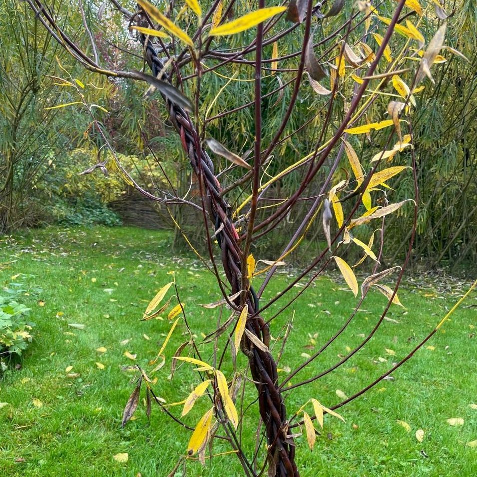 Weidengeflecht mit gelbem Herbstlaub