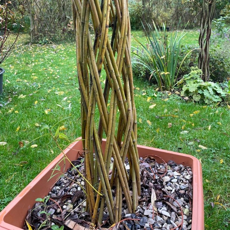 geflochtene Weide in einen Blumentopf gepflanzt